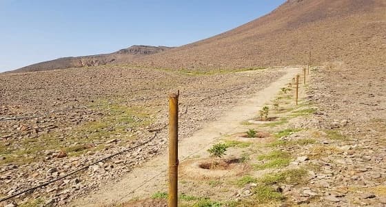 بالصور.. إزالة 3 تعديات على الأراضي ببلدية المندسة