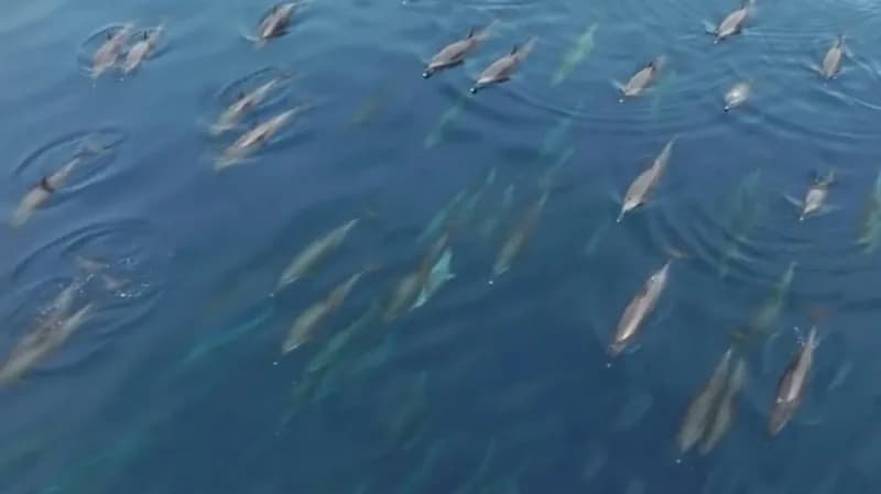 بالفيديو.. صغار الدلافين خلال رحلة استكشاف البحر الأحمر