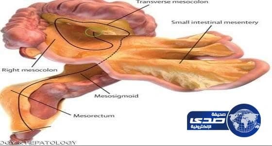اكتشاف عضو جديد  في جسم الإنسان