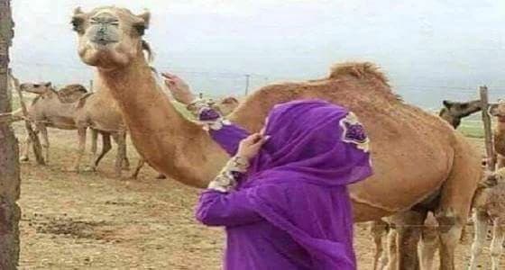 بعير و100 الف ريال مكافأة نهاية خدمة لمواطنة  !!