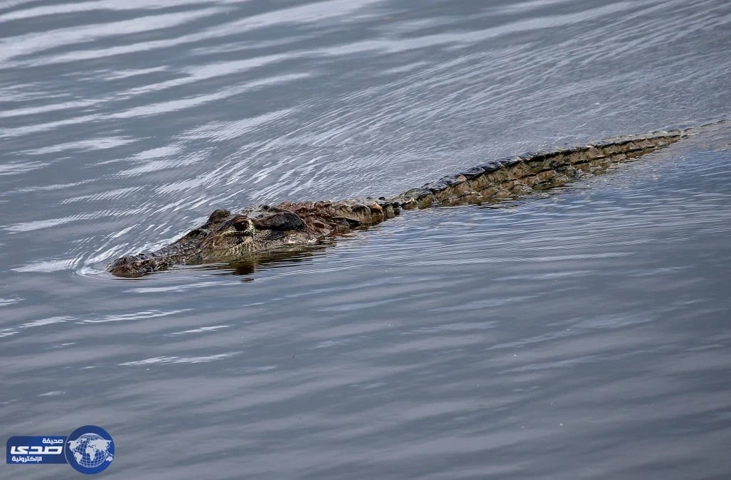 بالفيديو.. قسيس حاول أثبات مشي المسيح على الماء فألتهمته التماسيح