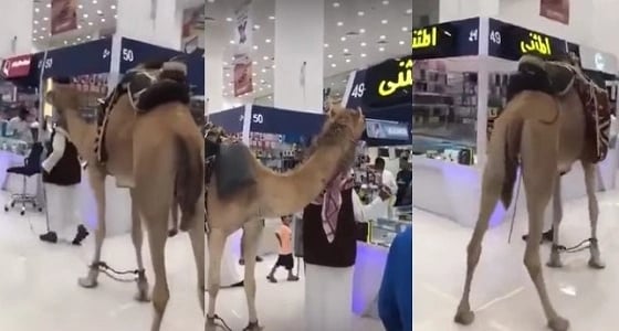 بالفيديو.. مسن يتجول بـ " ناقة " داخل مجمع الاتصالات بالرياض
