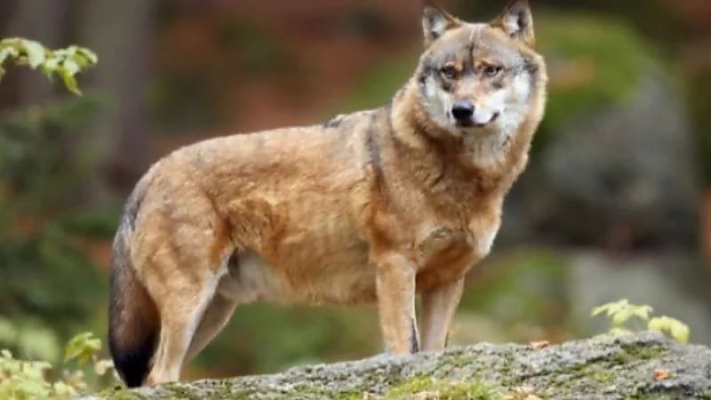 بالفيديو… ذئب يلحق بامرأة حتى منزلها في المجمعة