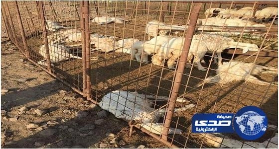 بعد تناولها أعلاف «القصب».. نفوق 45 رأس غنم بالجموم