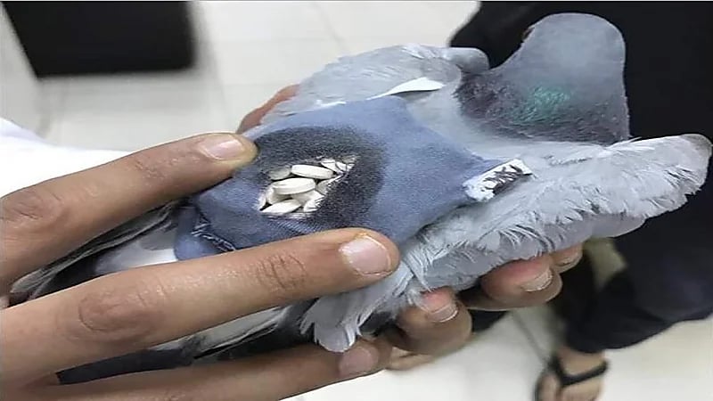 بالفيديو ..  حزب الله يستخدم البرتقال وطيور الحمام في تهريب المخدرات إلى الكويت