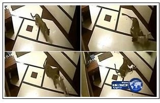 شركة أمريكية تحتجز «كلب» رهينة انتظارا لدفع 3 ألاف دولار