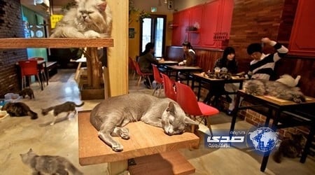 مقهى مشجعات الكلاسيكو يكشف ملابسات مقطع الفيديو المتداول