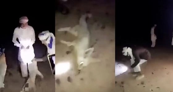 الحياة الفطرية تعلق على واقعة تعذيب ثعلب حتى الموت