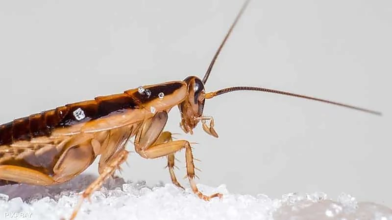 اليابان تبحث عن ناجين الكوارث بواسطة الصراصير