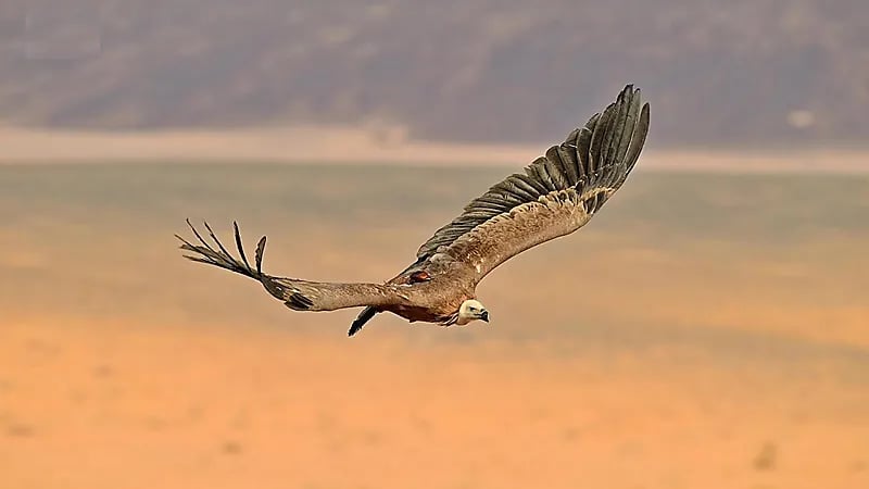 طائران من محمية الأمير محمد بن سلمان الملكية يقطعان 245 ألف كيلومتر عبر 8 دول