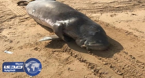 استنفار في ينبع بسبب العثور على «فُقمة» نافقة «صور»