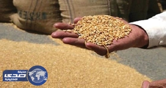 الزراعة المصرية تكشف تلوث شحنة قمح فرنسي ببذور الخشخاش