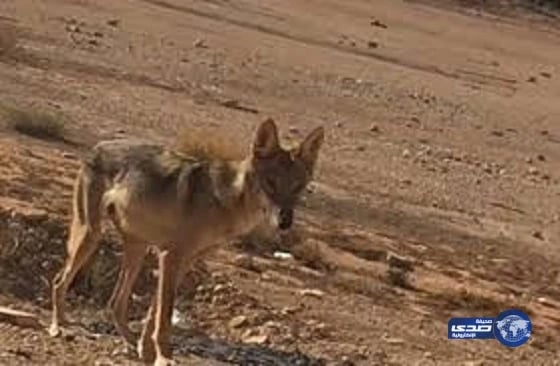مطار الملك عبد العزيز يجهز 14 صالة لمغادرة الحجاج