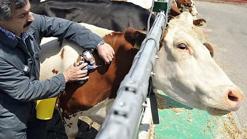 مصر تنفي انتشار الحمى القلاعية في البلاد