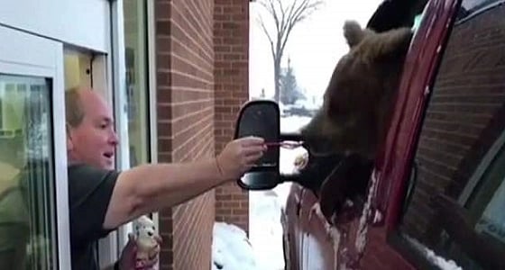 بالفيديو.. دب يتنقل داخل سيارة لتناول الآيس كريم