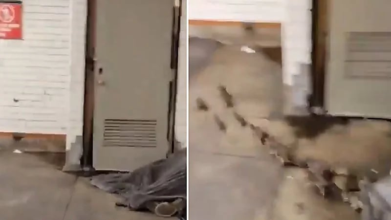 عشرات الفئران تنام بجوار متشرد.. فيديو