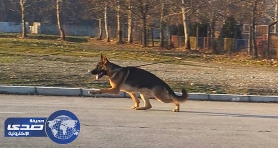 سيدة تُدرب كلبها لحمايتها أثناء إصابتها بنوبة صرع