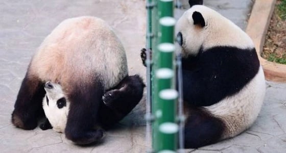 فيديو طريف لباندا لم يستطع التوقف عن العطس