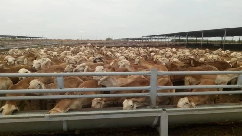 السودان تستأنف صادر المواشي الحية إلى المملكة