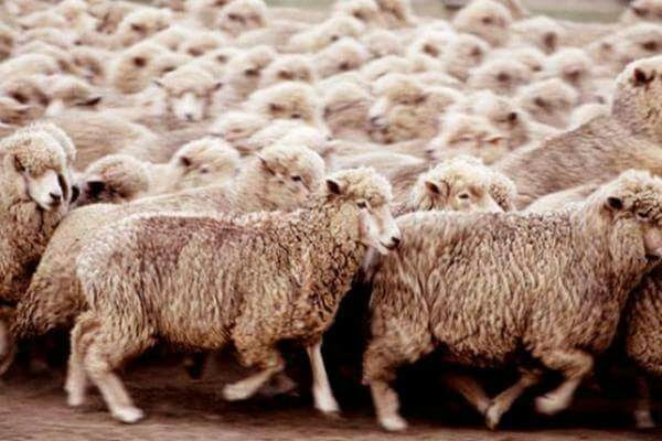 حقيقة دخول إرساليات حيوانية مصابة بالحمى القلاعية عبر ميناء جيزان