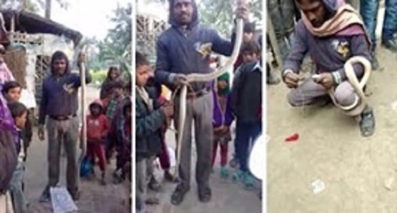 بالصور.. كوبرا سامة تنتقم من رجل حاول خياطة فمها