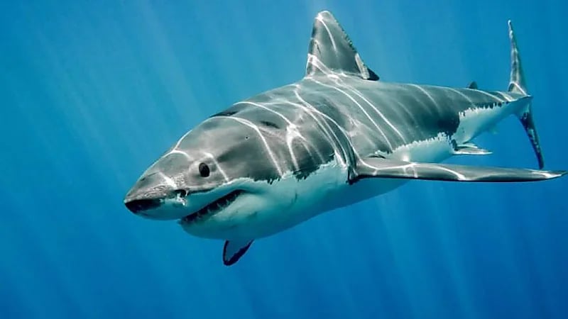 سمكة قرش تتسبب في بتر يد سيدة كندية