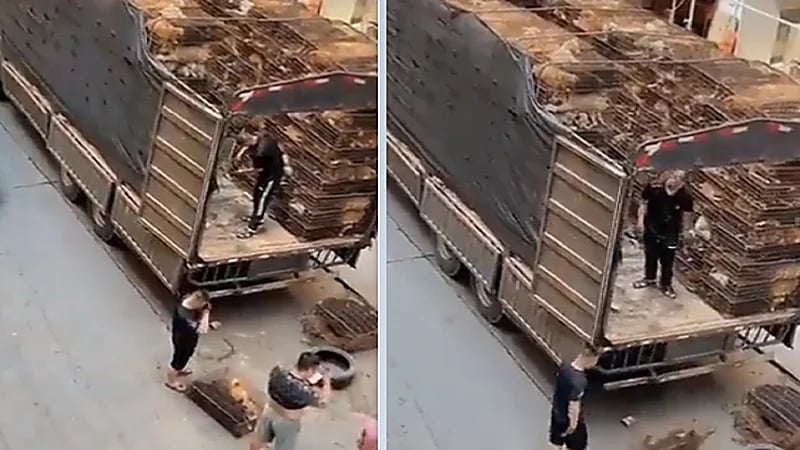 بيع الكلاب كالماشية في سوق للحوم بـ الصين .. فيديو
