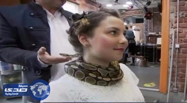 بالفيديو.. مٌصفف شعر يستخدم أفعي ضخمة كموظف تدليلك للأعناق