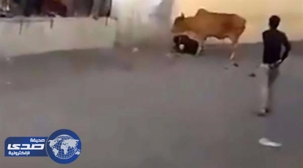 بالفيديو.. تعرض هندي لهجوم شرس من بقرة غاضبة