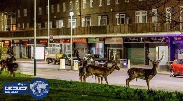 غزلان تجوب شوارع لندن سراً كل ليلة