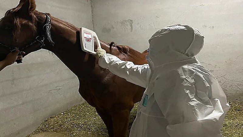 جولات تقصي ومكافحة لفرق الصحة الحيوانية لإسطبلات الخيول بوقاء عسير .. صور