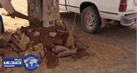 بالفيديو والصور.. محاولة فاشلة لقطع شجره عمرها 150 عامًا