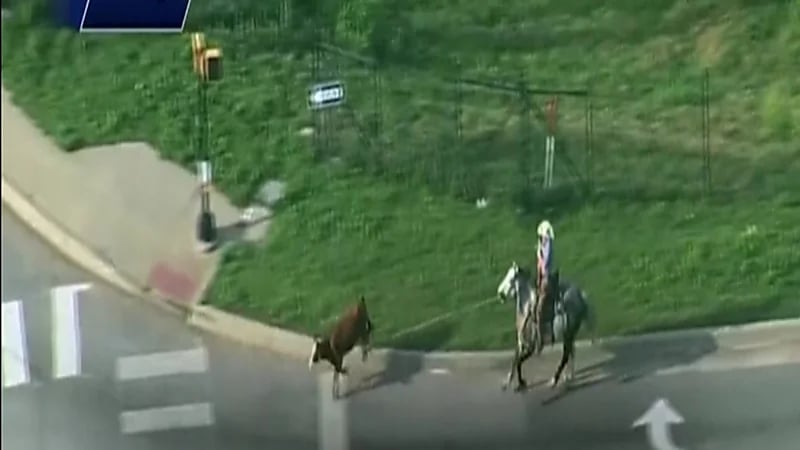 شاهد.. راعي بقر يلاحق بقرته الطليقة على إحدى الطرق السريعة