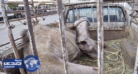 "  عمالة مخالفة  "  بالباحة يحملون جملاً هزيلاً استعداداً لسلخه وبيعه للمواطنين