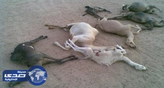 بالفيديو.. " مربي المواشي " يكشف السبب الحقيقي لنفوق الإبل بالخفجي وحفر الباطن