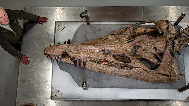 العثور على جمجمة وحش بحري تتكون من 33 سناً
