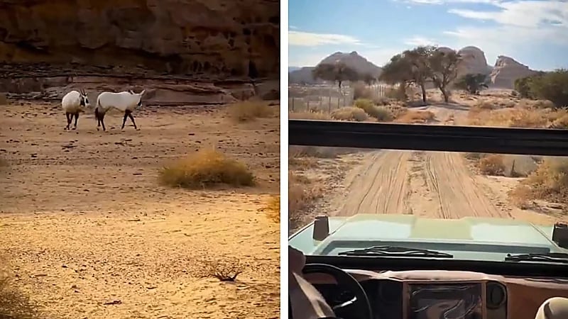 مشاهد مذهلة من محمية العلا تكشف الحياة البرية النادرة .. فيديو