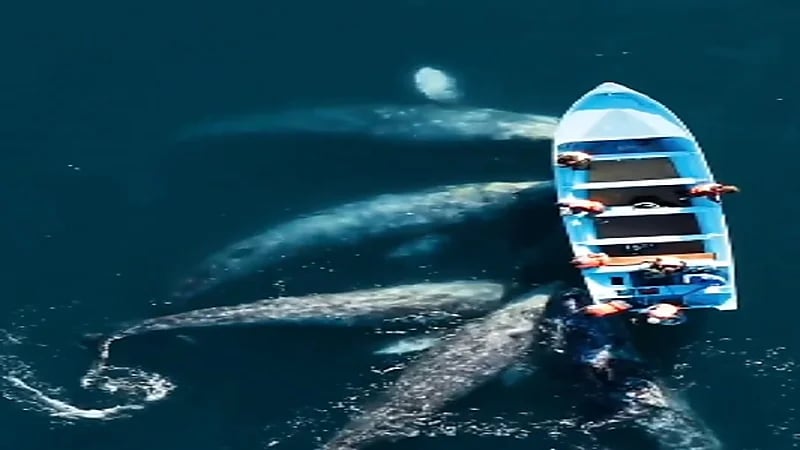 بالفيديو.. حيتان تحاصر قارب صغير