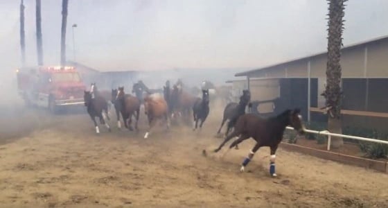 فيديو مروع لمئات الخيول تهرب من النيران