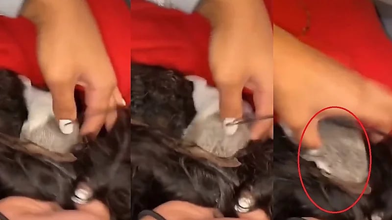 شاهد.. فأر يقتحم باروكة فتاة