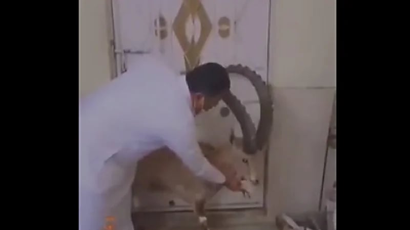 بالفيديو.. مواطن يهتم بأحد الوعول ويعيده إلى الحياة الفطرية