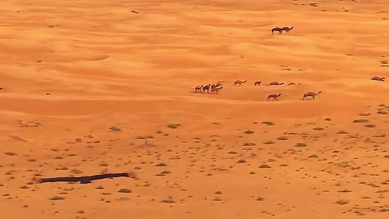 شاهد.. مشهد تم تداوله عالميا من مسار رالي داكار 2022‪ في المملكة