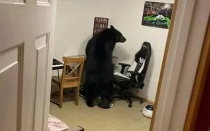 دب يقتحم منزل ويتجول فيه