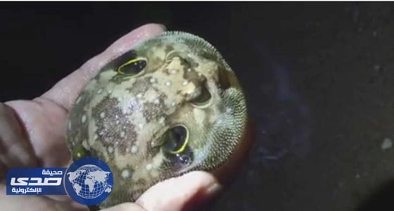 وجه " للينفوخية " مدافعاً عن نفسه