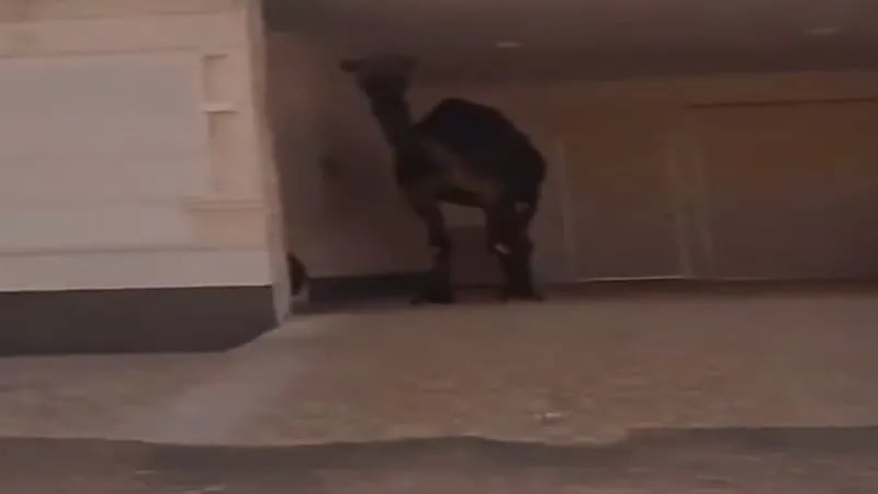 شاهد: ناقة تختبئ في الظل بسبب شدة الحرارة 