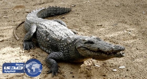 ولاية ماليزية تسمح بصيد التماسيح