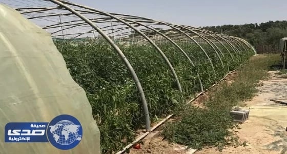 الزراعة تكشف عن آلية تعويض أضرار الكوارث الطبيعية بالمزارع