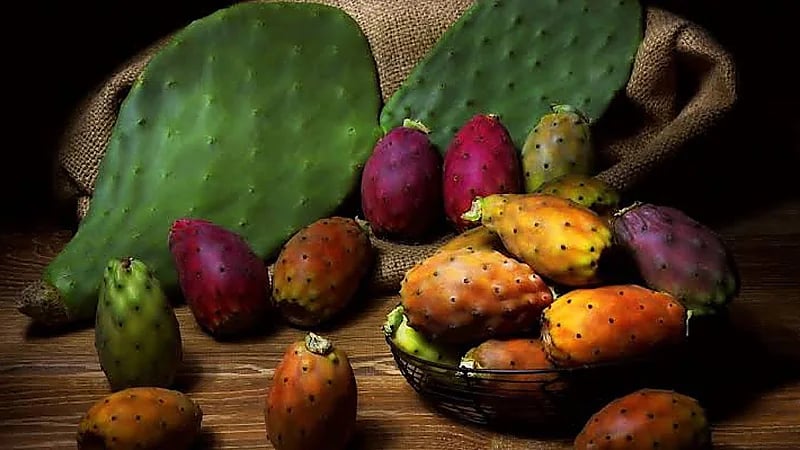 استشارية توضح فوائد وأضرار التين الشوكي حال الإفراط في تناوله