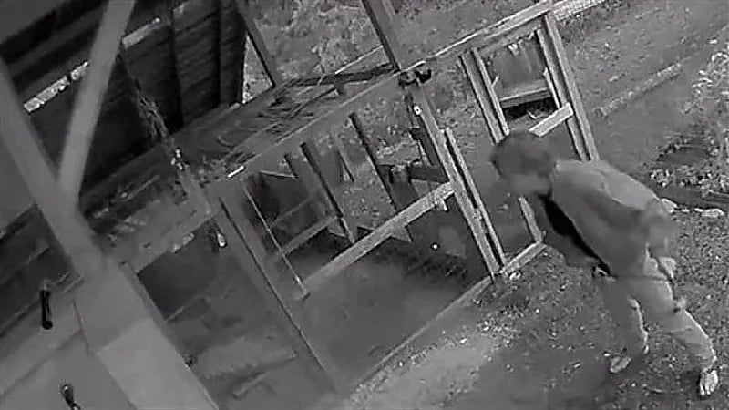 شاهد .. دب مخيف يفاجئ رجل وصديقته أمام حظيرة منزله