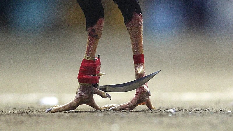 القبض على ديك قتل صاحبه طعنًا بمكان حساس!